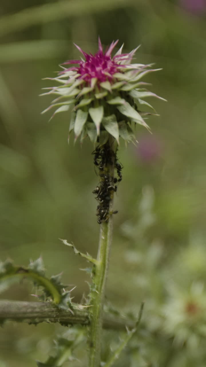 Thistle with Ants