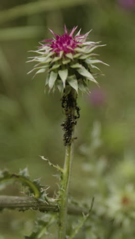 thistle with ants