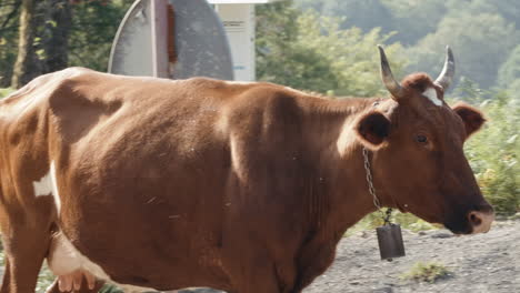 cow on a country road