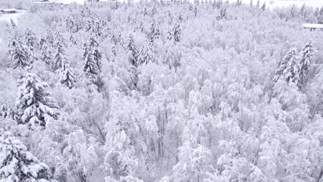 雪地覆蓋的瑞士阿爾卑斯山的山林