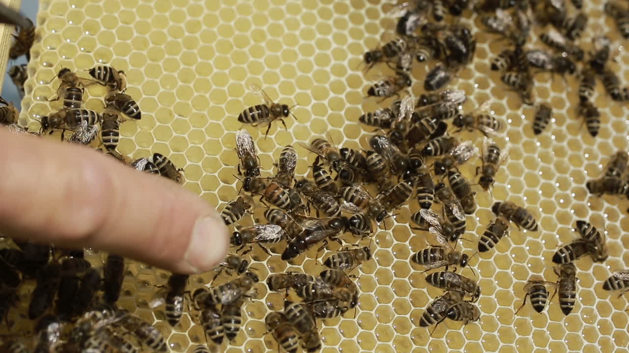Close Up Of Bees In A Swarm A Hive. Close up of honey bees in a swarm a hive in sunny day