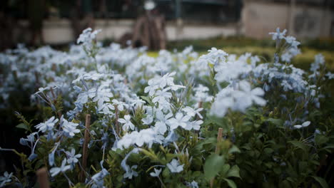 white flowers outdoors