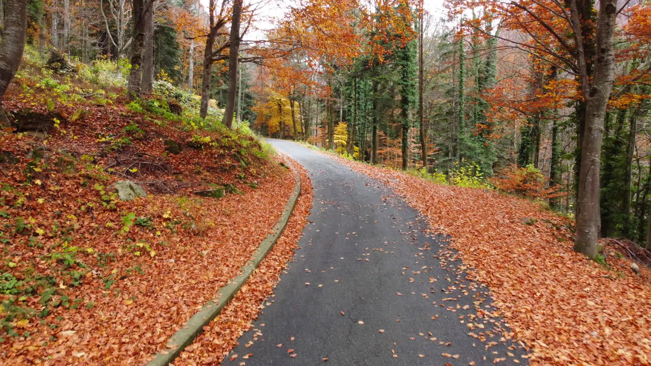 camino de otoño en el bosque de montaña, árboles de follaje amarillo y rojo