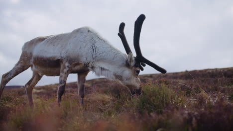 Rentiere-Grasen-Im-Hochland-Der-Cairngorms,-Schottland,-Mit-Dramatischen-Geweihen-Und-Bewölktem-Himmel