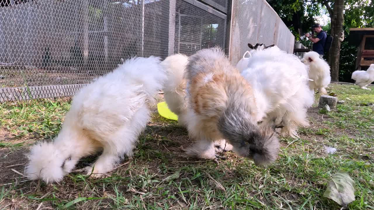 털털한 강아지들이 잔디에서 놀고 굴러다닙니다.