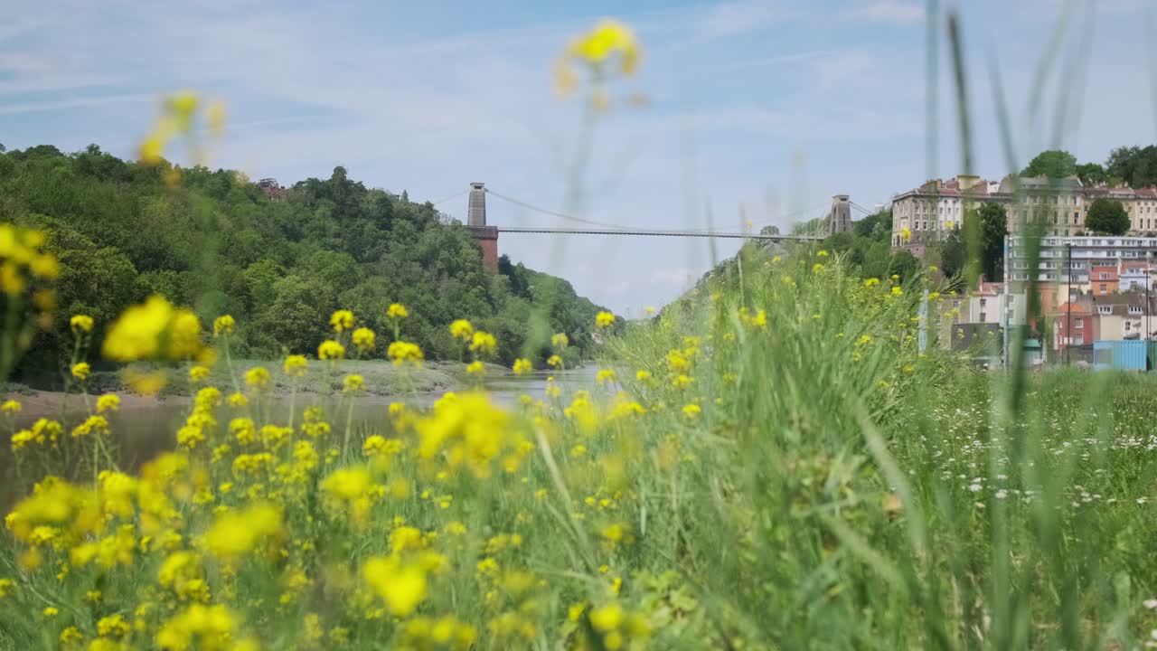 tiro ascendente de flores amarillas para revelar el puente colgante de clifton bristol