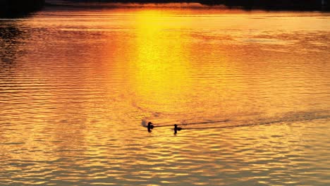 a pair of loons swim across lake reflecting golden hour sunset