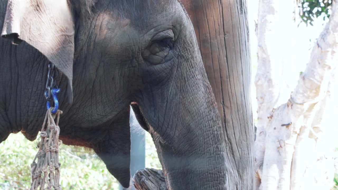 elefante asiático comiendo y masticando hierba en el zoológico