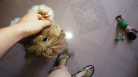 Brown-dog-feels-comfortable-pampering-with-his-owner