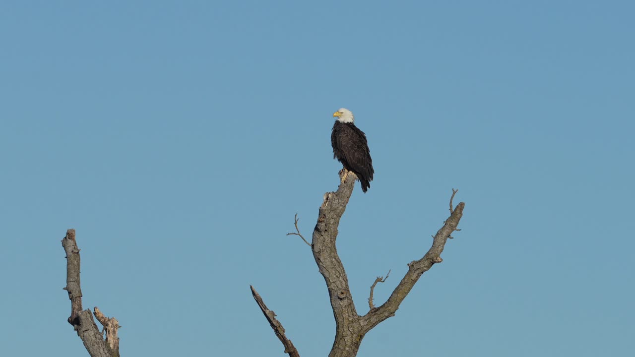 Bald eagle perched on a bare tree against clear blue sky, capturing a powerful and peaceful wildlife moment in a natural outdoor setting