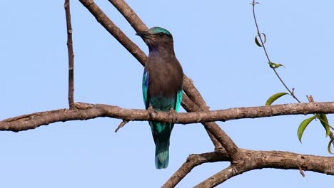 el rodillo indio es común en tailandia, se ve fácilmente cuando se viaja a la provincia y a los parques nacionales