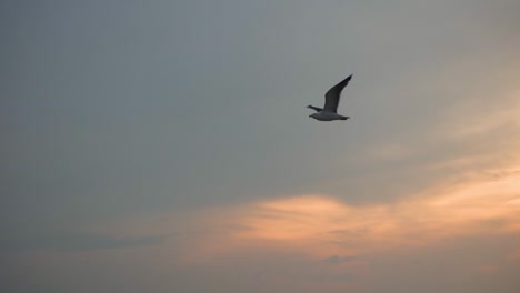 Gaviota-Volando-Sobre-El-Océano-Al-Atardecer-Con-Hermosas-Nubes-En-El-Fondo