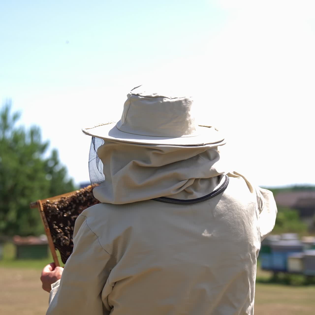 Old male apiculturist holding a honey frame covered with bees. Man looking through carefully at honeycombs