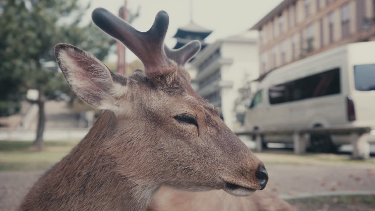 ナラ・パーク (nara park) に生息するオオカミの群れ