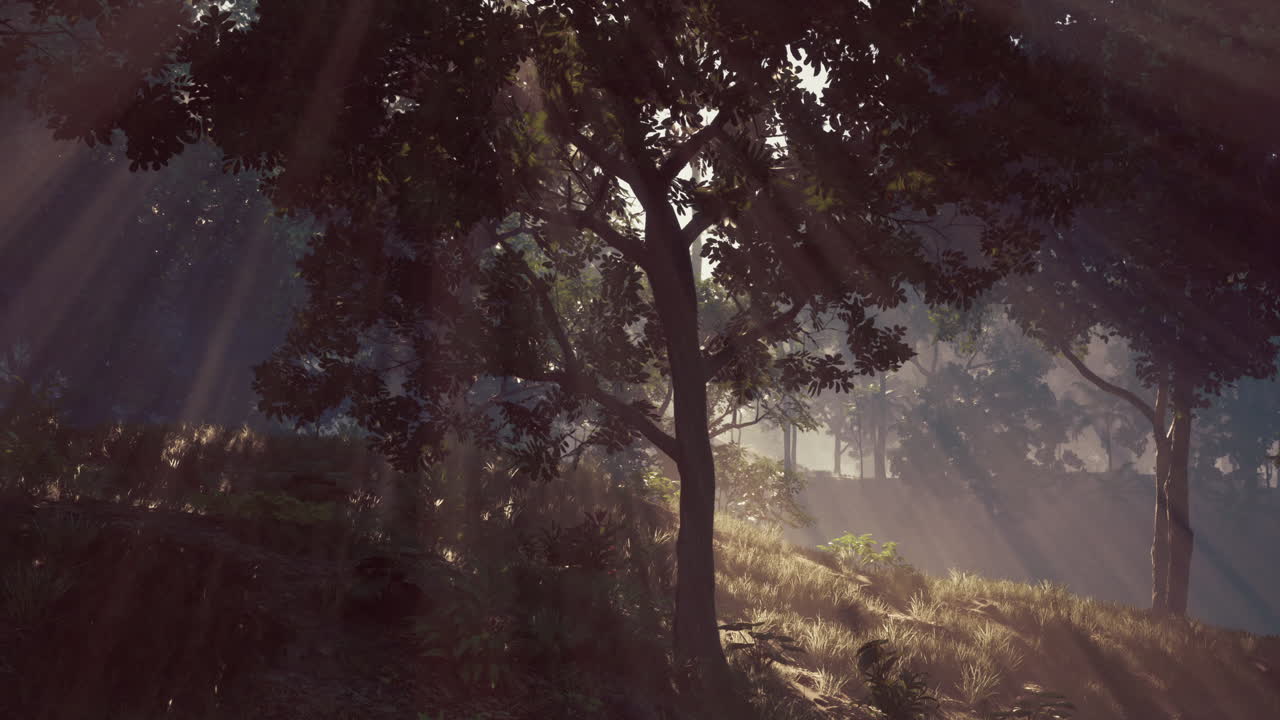 신비로운 숲의 가노피를 통해 필터링되는 빛의 신비한 보기