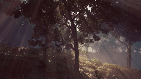 a mystic glimpse of sunlight filtering through enchanting forest canopy