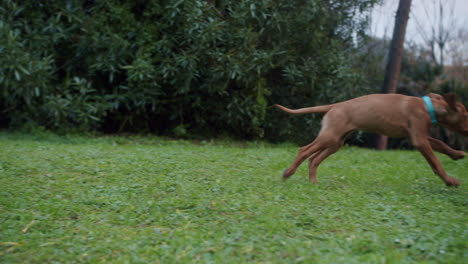 un pequeño cachorro juega con su madre en un hermoso jardín