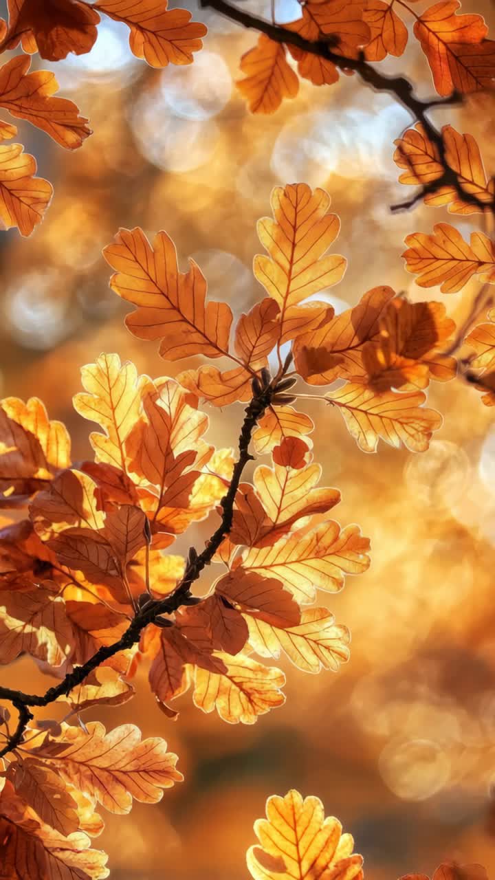 Close-up video of autumn leaves with sunlight filtering through, creating a warm, glowing bokeh