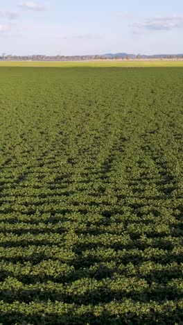 campo verde expansivo bajo un cielo despejado