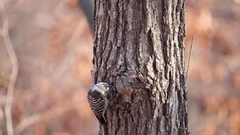 Pygmy-woodpecker-Pecking-Bark-on-Tree-Trunk-and-Pooping-Searching-for-Insects-in-Autumn-Forest