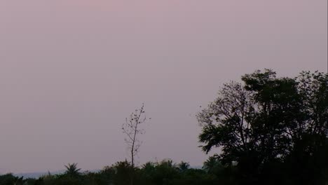 Grey-Dark-Sky’s-As-A-Flock-Of-Birds-Fly-In-To-Perch-On-A-Tree