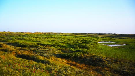 泰克塞爾 (texel) 是荷蘭瓦登群島 (wadden islands) 中的一個島