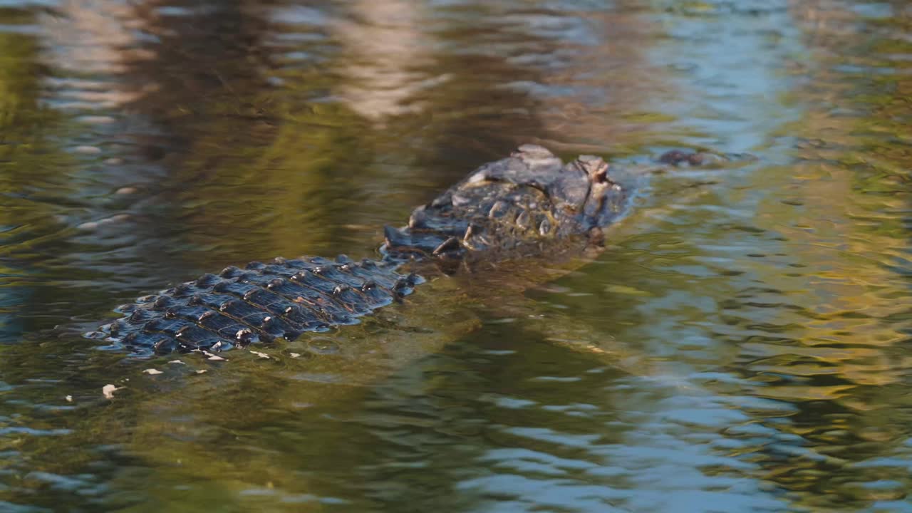 Crocodile waiting for prey floating in a pond