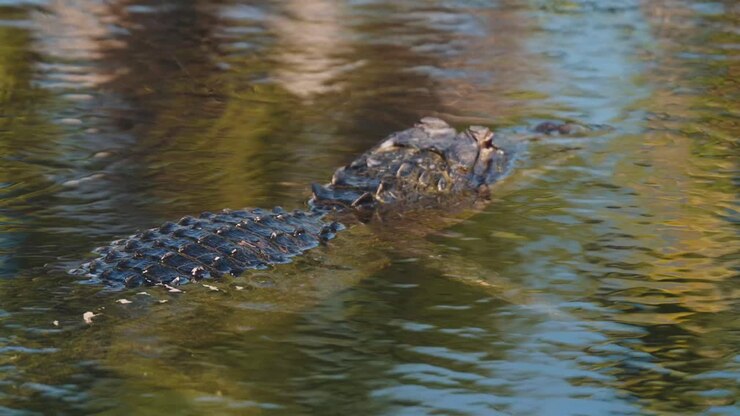 Crocodile waiting for prey floating in a pond