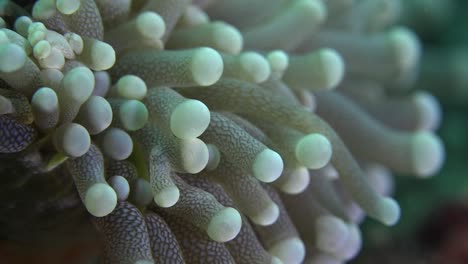 corales de burbujas super close up macro shot