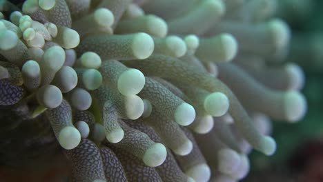 bubble corals super close up macro shot