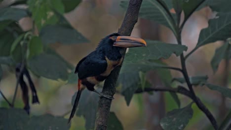 ecuador high mountain tuocan specie in mindo cloud forest