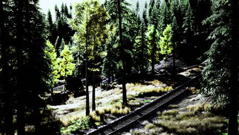 beautiful forest landscape with railway tracks amidst tall trees