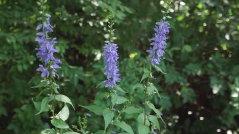 Tiro-De-Seguimiento-Hacia-Una-Planta-De-Flores-De-Campana-Americana-Violeta-Y-Verde-En-Un-Bosque