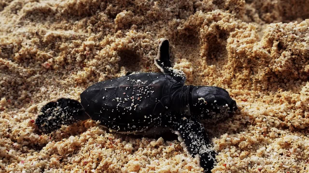 Baby Turtle Crawls On The Sandy Beach