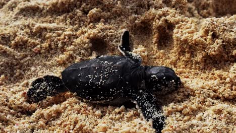 baby turtle crawls on the sandy beach