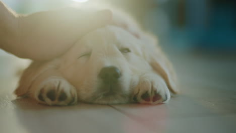 cute puppy is napping on its side, the owner is stroking his fur