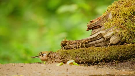 Gewöhnlicher-Buchfink-In-Friesland,-Niederlande,-Versteckt-Sich-Hinter-Gebrochenem-Holz-Mit-Moosschicht