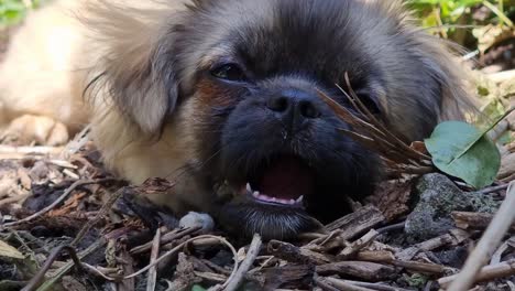 close up of tibetan spaniel lying down playing with the dirt