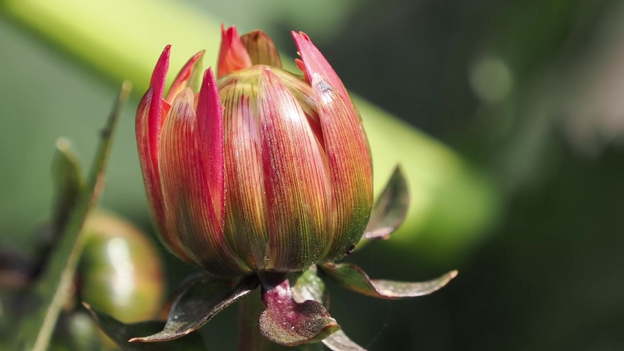 Primo piano di un bocciolo di dalia rossa che si apre in un soleggiato giardino estivo