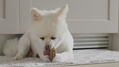 close-up view of white pomeranian dog at home