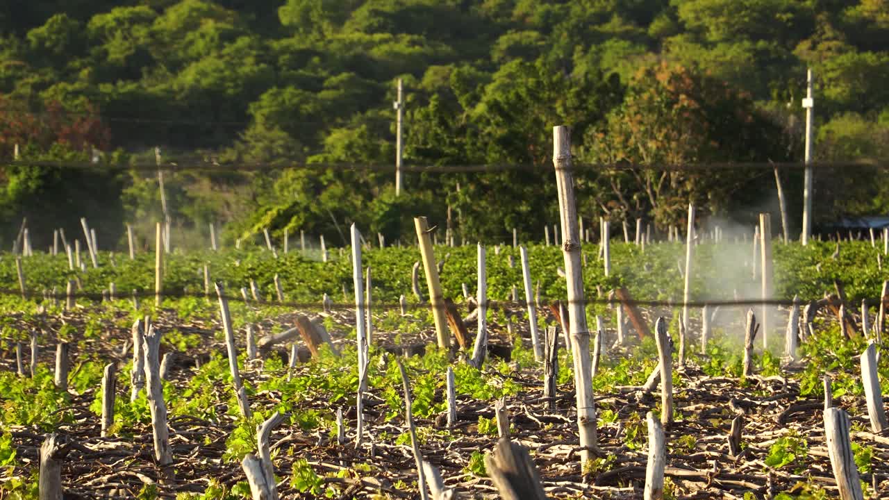 살충제를 뿌린 어린 포도나무 줄, 포도원 관리 및 재배