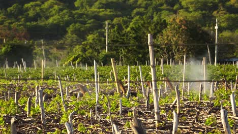 hileras de vides jóvenes rociadas con pesticidas, cuidado y cultivo de viñedos