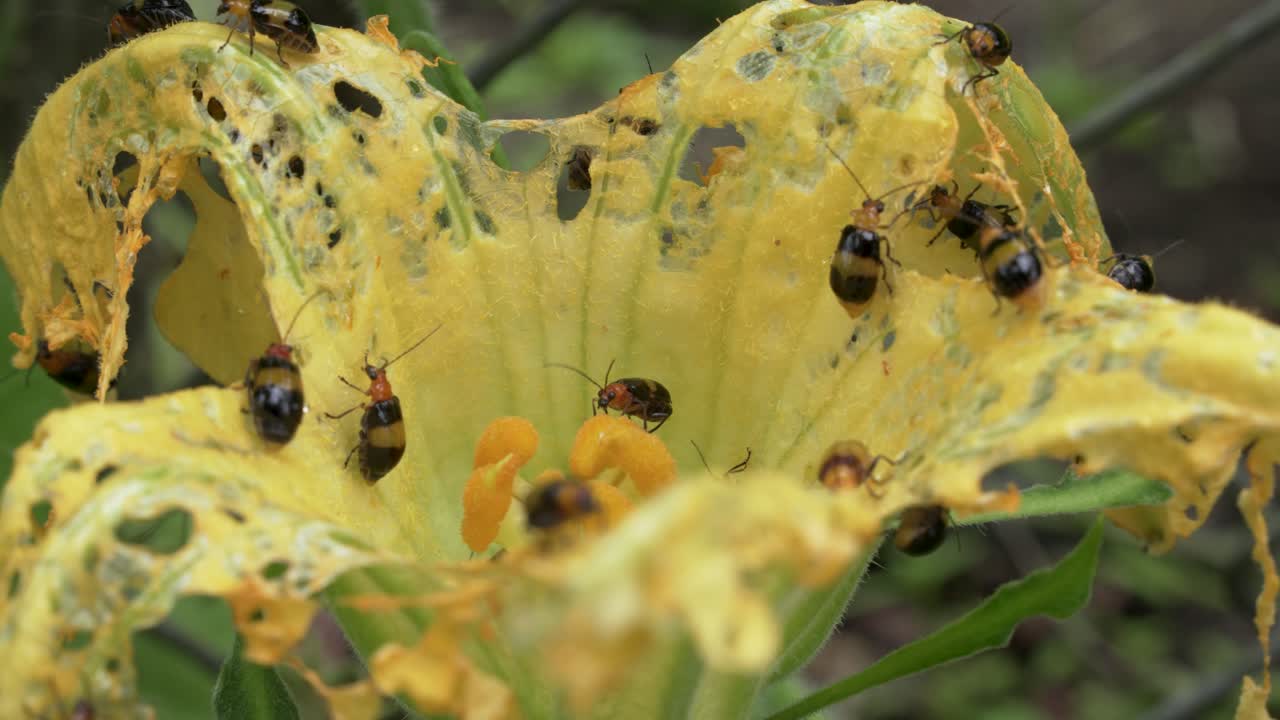 infestación de plagas agrícolas, escarabajos aulacophora que comen flores en la vid de calabaza
