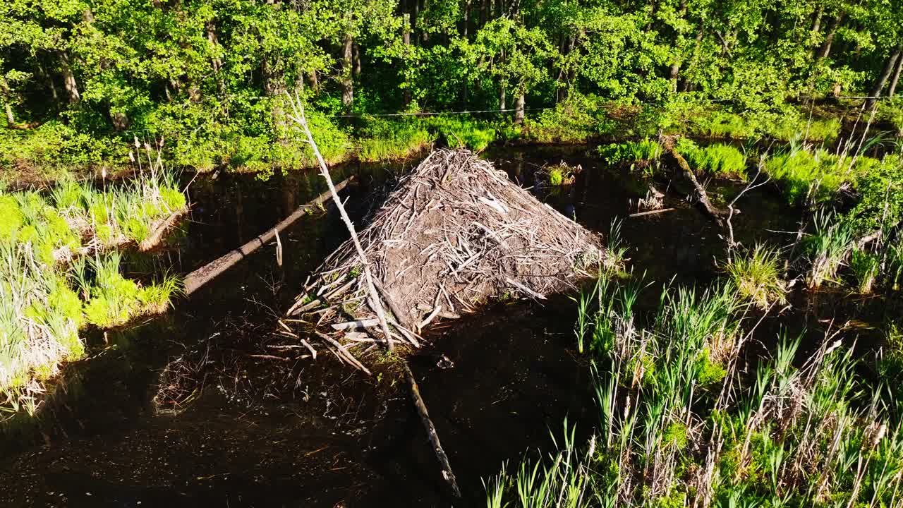 Vista dal drone di una tana di castoro sulla tranquilla sponda di un fiume circondata dalla vegetazione primaverile
