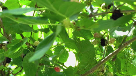 Maulbeerbaumzweige-Und-Beeren,-Die-Sich-Im-Wind-Wiegen