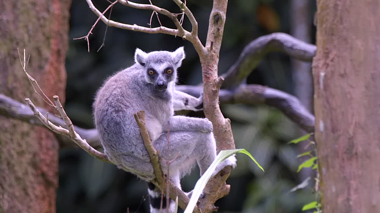un lémur de cola de anillo está descansando en una rama de árbol mirando alrededor en un entorno forestal