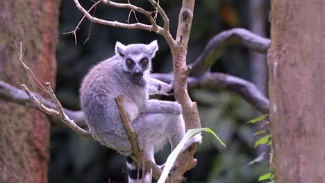 a ring tail lemur is resting on a tree branch looking around in a forest environment