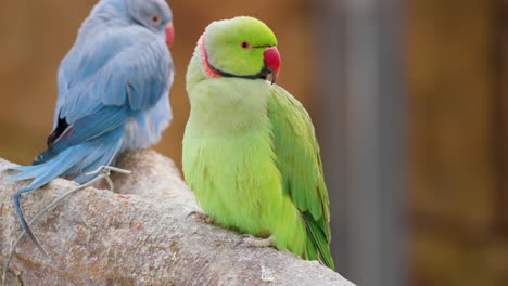 Green-and-Blue-Rose-ringed-parakeet-perched-on-branch---closeup