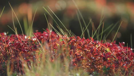 bright red leaves on the blueberry shrubs and thin grasses in the autumn tundra