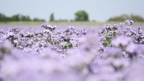 Nahaufnahme-Der-Lila-Blühenden-Phacelia-Honigpflanze,-Biene,-Die-Herumfliegt,-Um-Honignektar-Aus-Den-Blumen-Zu-Sammeln